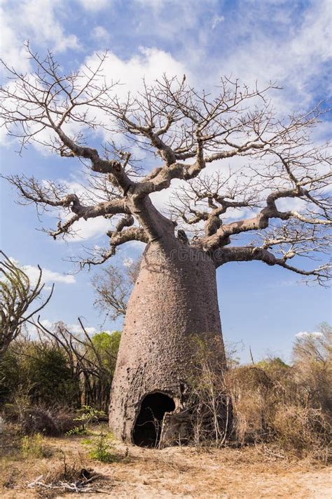 baobab tree  dry african savanna tanzania stock image image