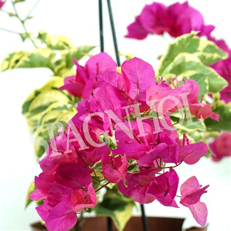 Primavera Variegata Rosa Pt Spagnhol Plantas Ornamentais Loja Virtual