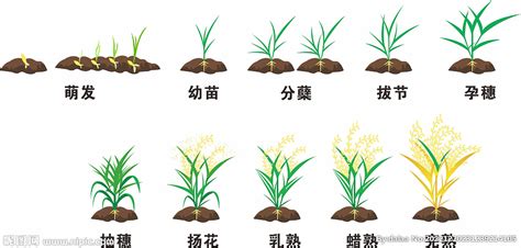 水稻的一生矢量图设计图广告设计广告设计设计图库昵图网