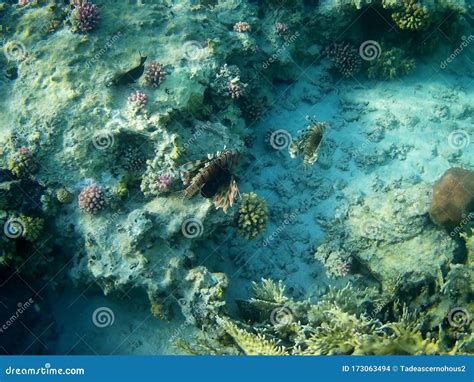 Beautiful Tropical Fish And Coral Reef Marsa Alam Egypt Stock Photo