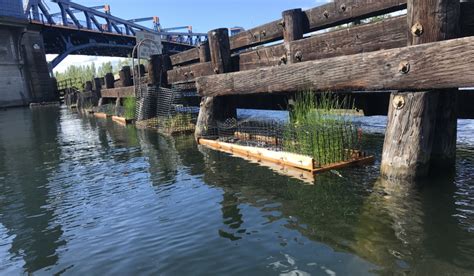 Sweetgrass Living Shorelines Project Green Futures Labgreen Futures Lab