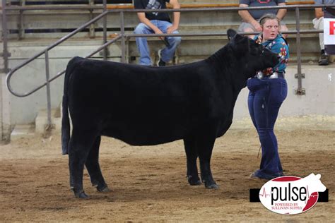 Ohio State Fair Junior Maine Anjou Heifers The Pulse