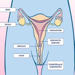 Weibliche Geschlechtsorgane Klasse 8 Frontansicht Weibliche