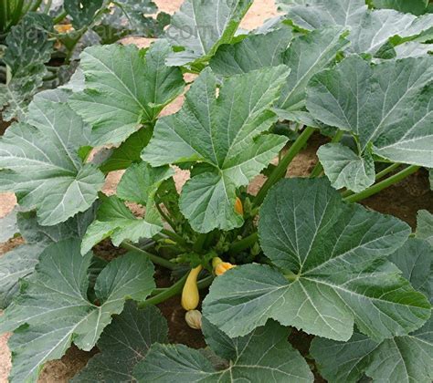 Yellow Summer Squash