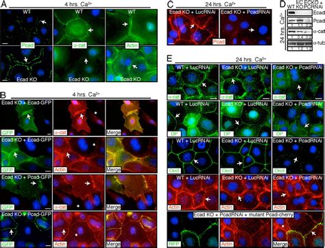 New Insights Into Cadherin Function In Epidermal Sheet Formation And