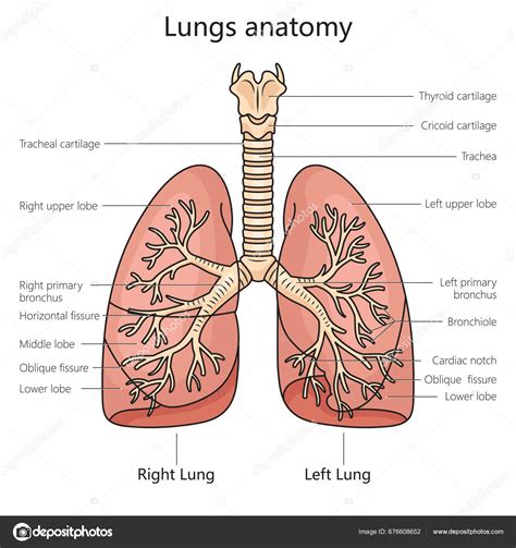 Lung Anatomy Structure Scheme Diagram Schematic Vector, 52% OFF