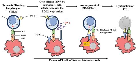 A Snapshot Of The Pd 1 Pd L1 Pathway