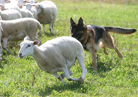 Number of dog attacks on livestock in NI doubles | Ulster Farmers Union