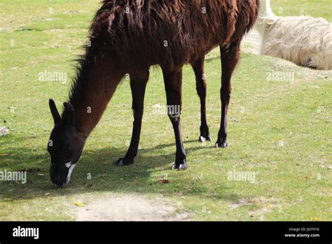 Lama (lama glama Stock Photo - Alamy