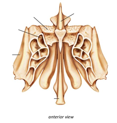 Ethmoid Diagram Quizlet