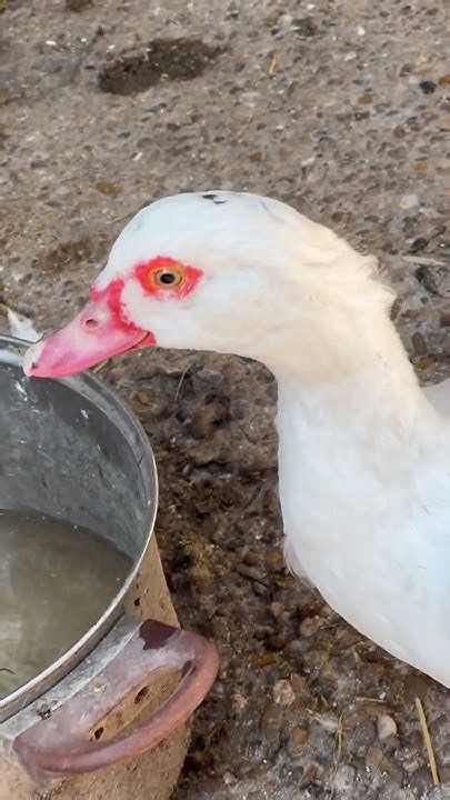 Quack Tastic Moments The Stunning Beauty Of White Ducks Youtube