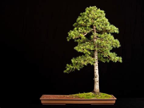 Cedar Bonsai Tree Care Guide Cedrus Libani Bonsai Tree Gardener