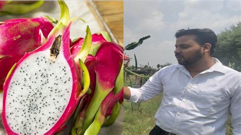 Up Computer Science Graduate Engineer Growing Dragon Fruit In Barren