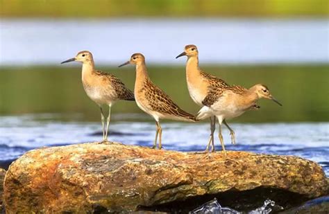 Ruff Description Habitat Image Diet And Interesting Facts