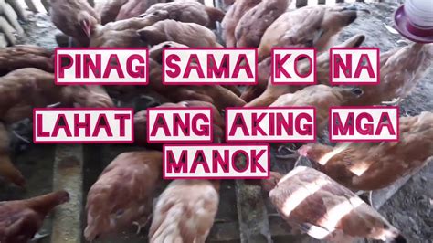 Pinag Sama Ko Na Ang Aking Nga Manok Youtube