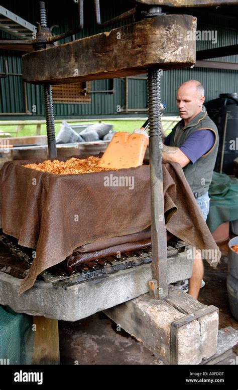 Loading Crushed Apples Into Cider Press Wrapped In Stacked Hessian