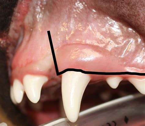Maxillary Canine Tooth Extraction In Dogs And Cats Step By Step