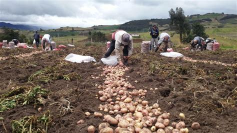 Celebran El D A Nacional De La Papa Con Feria Agroecol Gica