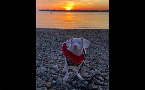 Piglet Cão nasce cor de rosa cego e surdo e inspira o mundo Nova Gente