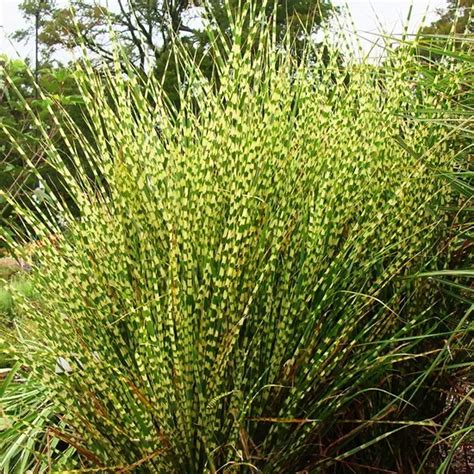 Gold Bar Maiden Grass For Sale Online The Tree Center