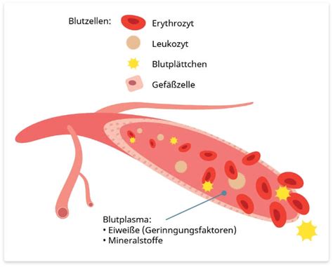 H Mophilie Und Das Blut Leben Mit Haemophilie At