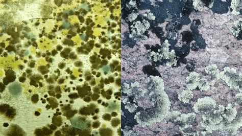 Mold Vs Fungus: What's The Difference Between Them?