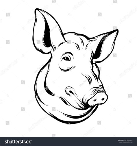 Vector Hand Drawn Illustration Pigs Head Stock Vector Royalty Free