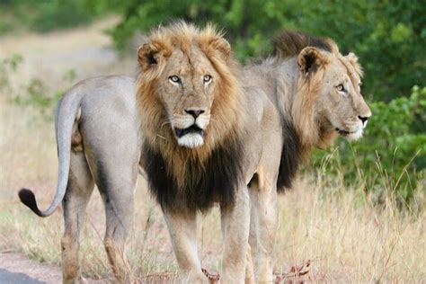 Tripadvisor Kruger National Park Volledige Dag Safaritour Vanuit