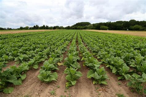 Plantas De Cigarro Verde Num Campo Na Alemanha Imagem De Stock Imagem