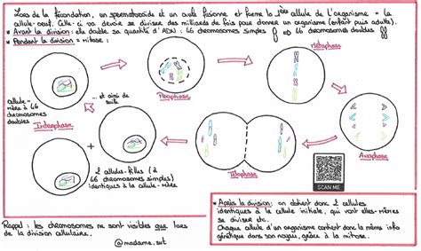 La Division Cellulaire Ou Mitose Diagram Quizlet