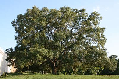 Native Trees - Gardening Solutions - University of Florida, Institute ...