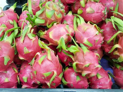 How To Start Dragon Fruit Farmingpitaya In Thailand A Step By Step