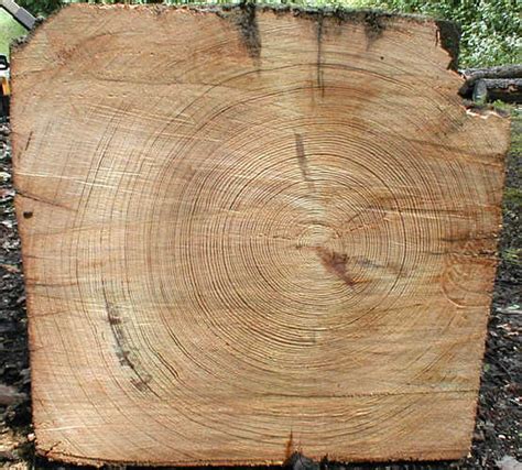 1 A Thick Tree Ring Indicates Which Of The Following Nathaliaminbaldwin