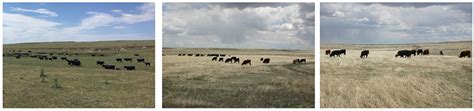 A New Way To Predict Grazing Cattle Weight Gain On Rangelands From