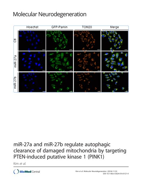 Pdf Mir 27a And Mir 27b Regulate Autophagic Clearance Of Damaged