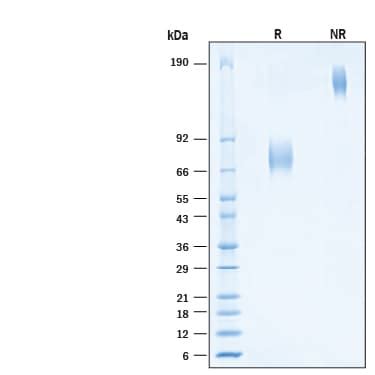 Recombinant Human B Cd Fc Alexa Fluor Protein Afg