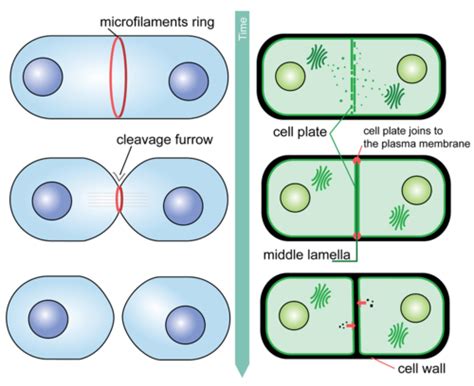 Cell Cycle Mitosis And Cytokinesis Ck 12 Foundation