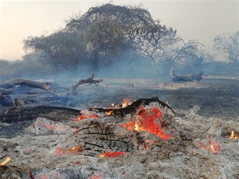 Perú 20 Incendios Forestales Ocurrieron Este Año En áreas Naturales