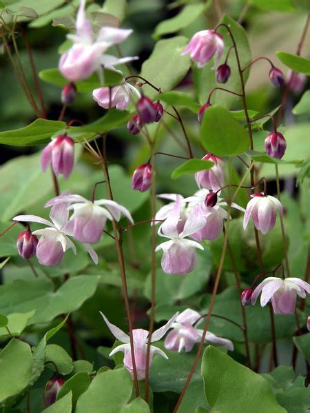 Product Viewer Epimedium Roseum