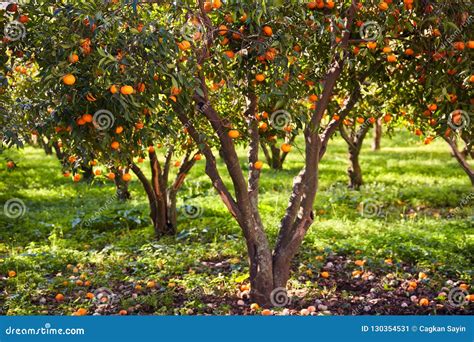 Tangerine Trees And Green Field Stock Image Image Of Color Gumusluk 130354531