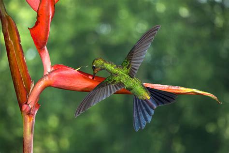 Hummingbird Photography Jim Zuckerman Photography Photo Tours