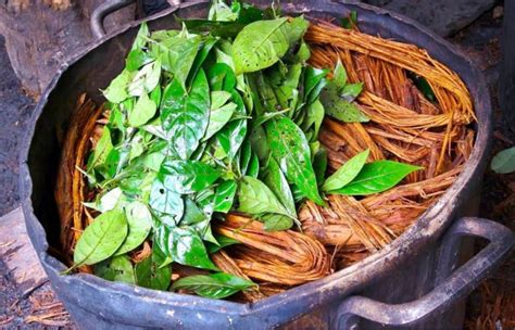 La Ayahuasca Patrimonio Y Acervo Cultural De Las Tribus Indígenas De