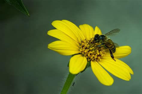 Biene Nektar Pollen Kostenloses Foto Auf Pixabay