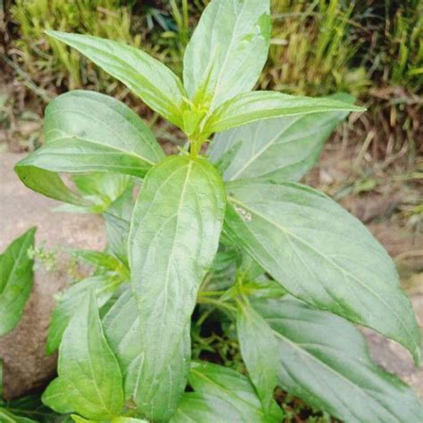 Jual Daun Sambiloto Gr Segar Shopee Indonesia