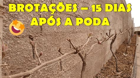 Brotação 15 dias após a poda das nossas videiras YouTube