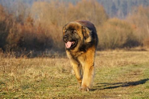 Unfassbar S E Labrador Hnliche Rassen Mit Bildern