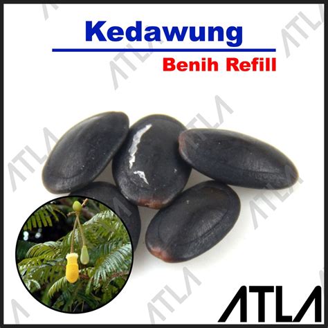 Jual Benih Pohon Kedawung Biji Buah Daun Dawung Bibit Tanaman Herbal