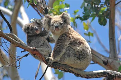 Von Melbourne aus Pinguin Parade Koalas sehen und Kängurus füttern