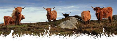 Isle Of Coll An Cridhe