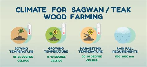 Sagwan /Teak Wood Tree Plantation and cultivation